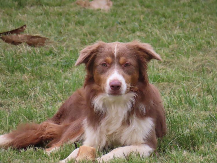 Ozziedust Border Collies