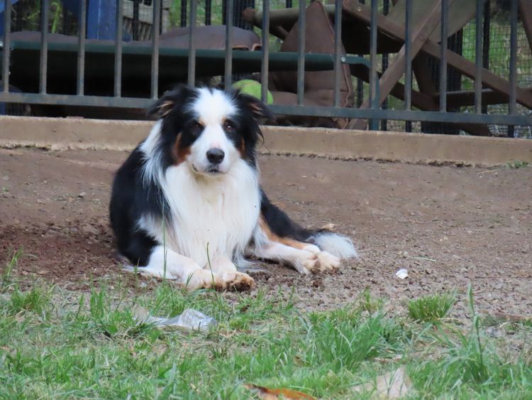 Ozziedust Border Collies