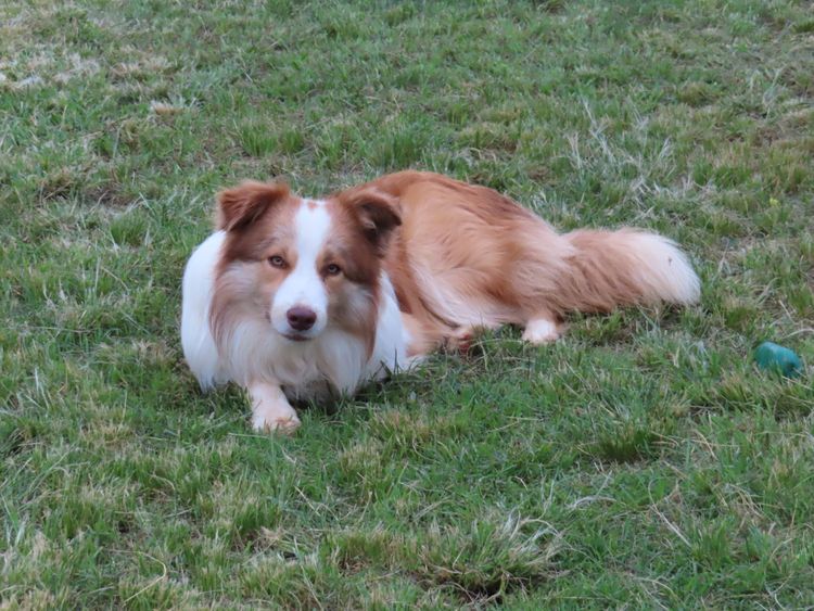 Ozziedust Border Collies