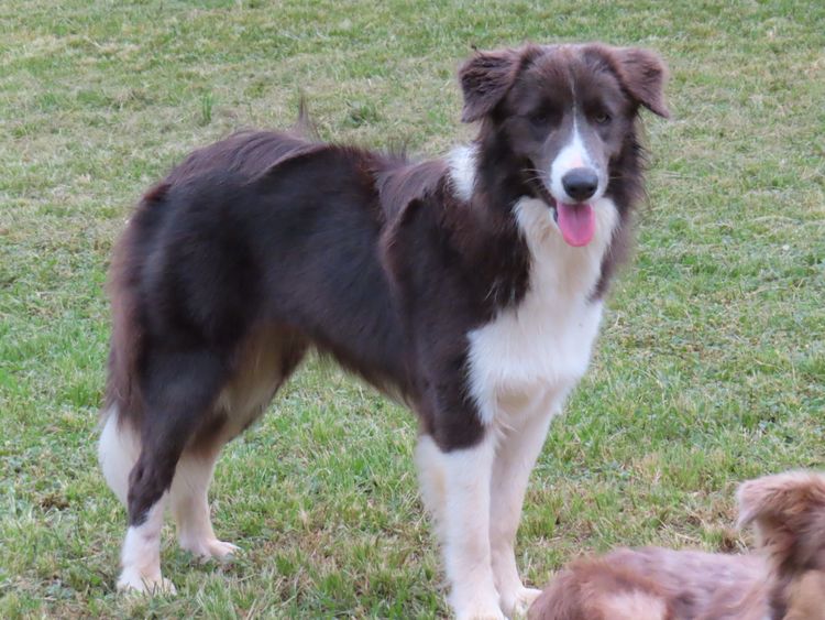 Ozziedust Border Collies