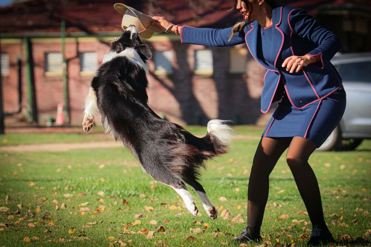 Whatshades Border Collies