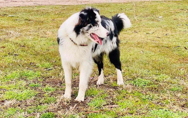 Whatshades Border Collies