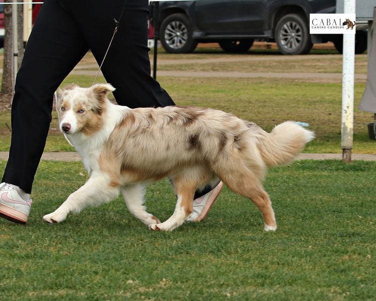 Whatshades Border Collies