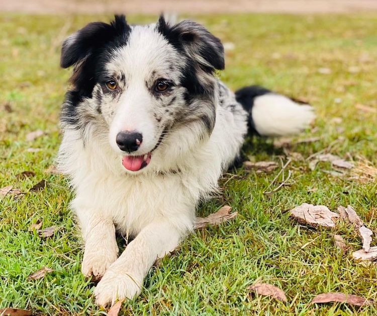 Whatshades Border Collies