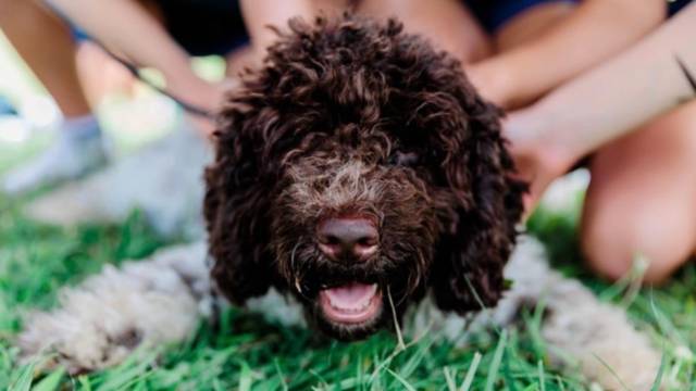 LaSimba Lagotto Romagnolo