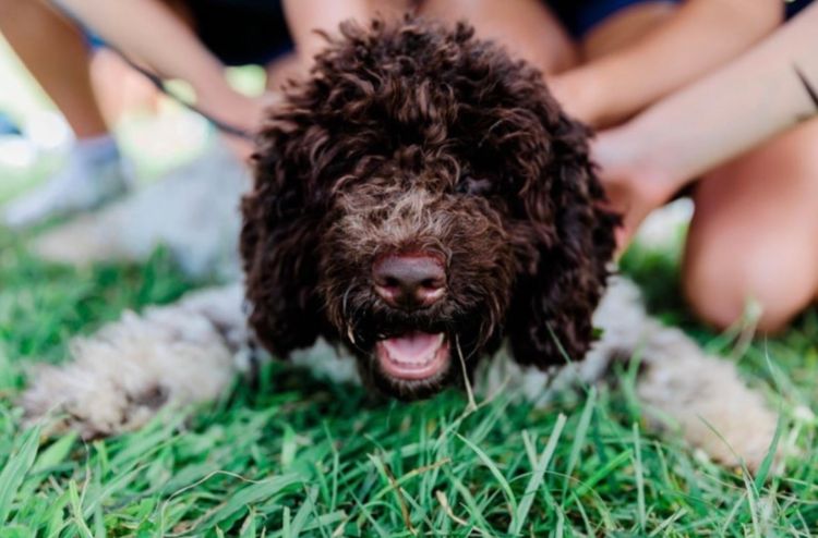 LaSimba Lagotto Romagnolo
