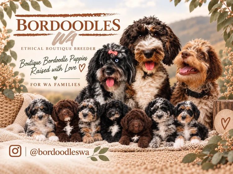 Bordoodles WA