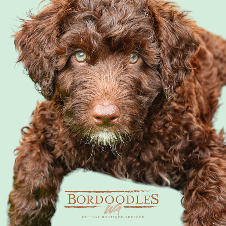 Bordoodles WA