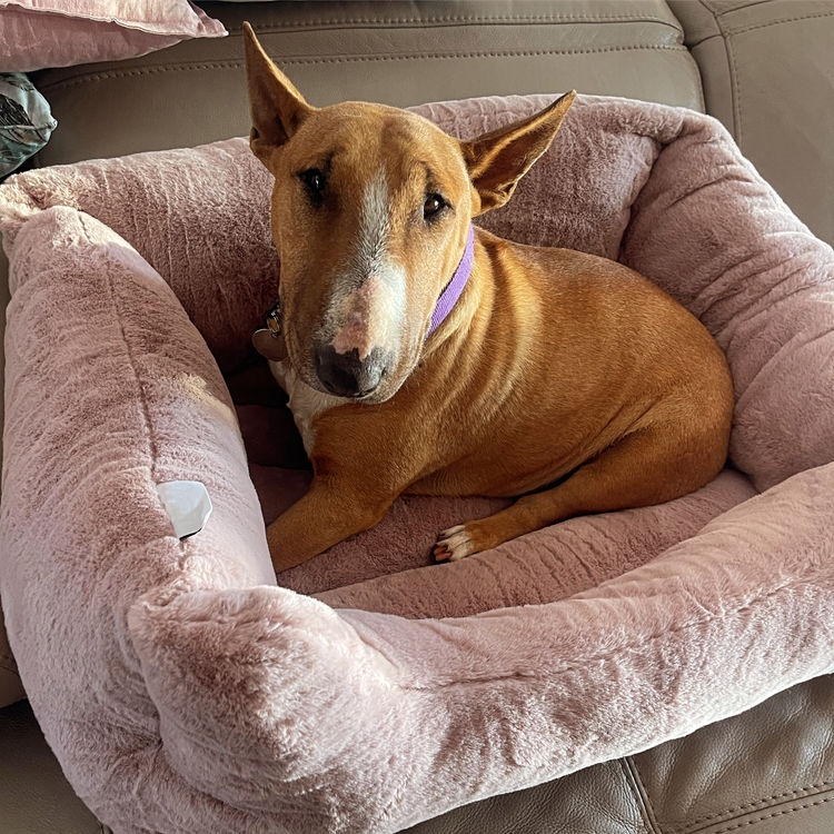 Miniminxy Miniature Bull Terriers