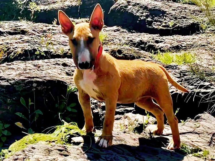 Miniminxy Miniature Bull Terriers