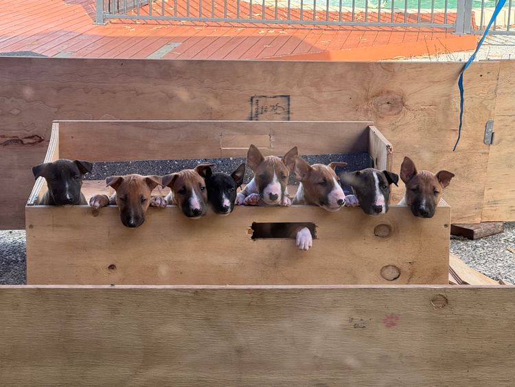 Miniminxy Miniature Bull Terriers