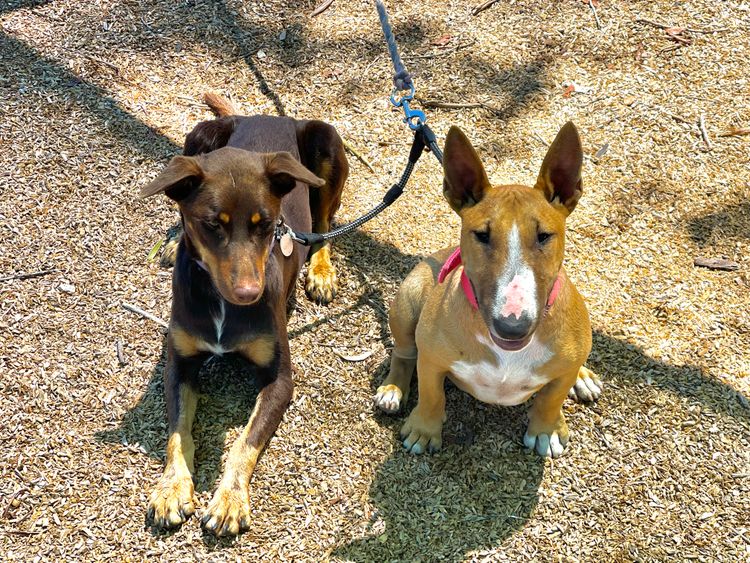 Miniminxy Miniature Bull Terriers