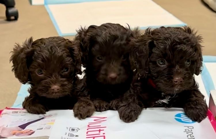 Chockwoods Cavoodles
