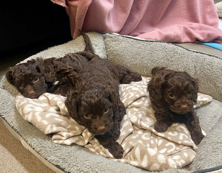 Chockwoods Cavoodles