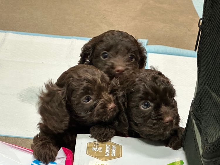 Chockwoods Cavoodles