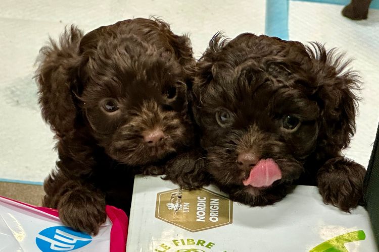 Chockwoods Cavoodles