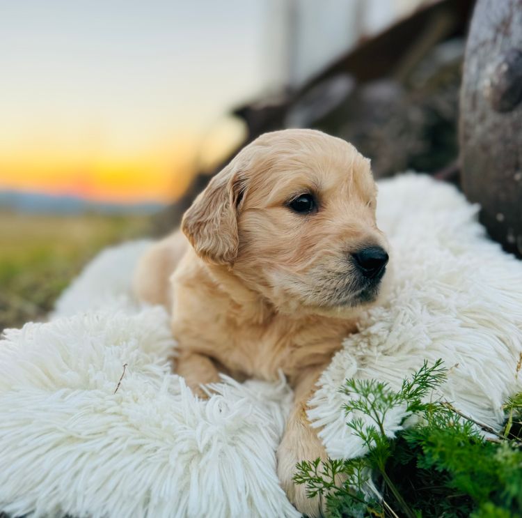 ImperoReale Golden Retrievers