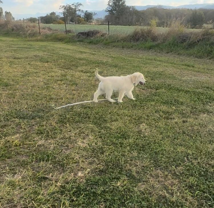 ImperoReale Golden Retrievers.  Pedigree papered Registered