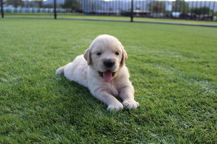 ImperoReale Golden Retrievers