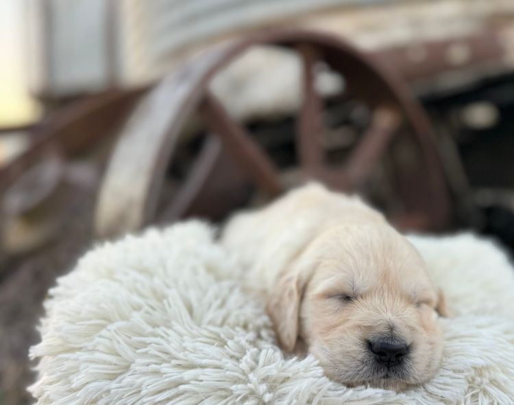 ImperoReale Golden Retrievers