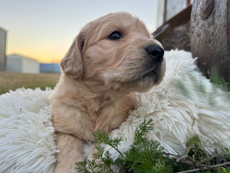 ImperoReale Golden Retrievers