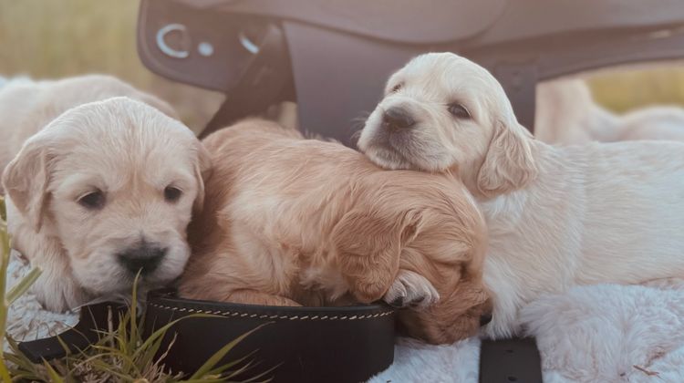 ImperoReale Golden Retrievers