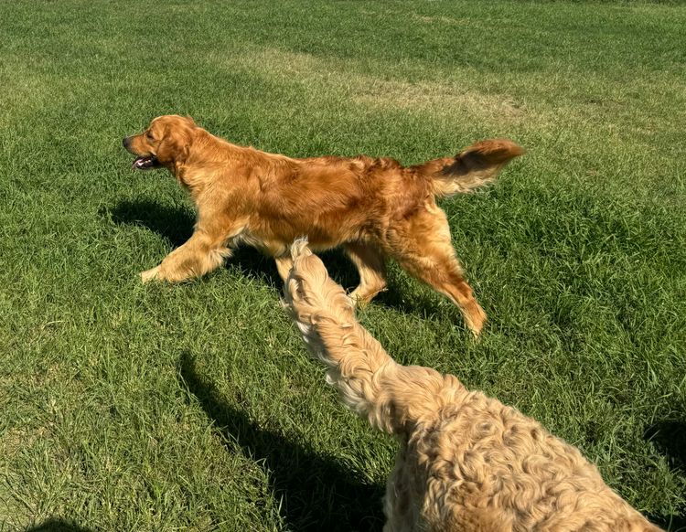 ImperoReale Golden Retrievers.  Pedigree papered Registered