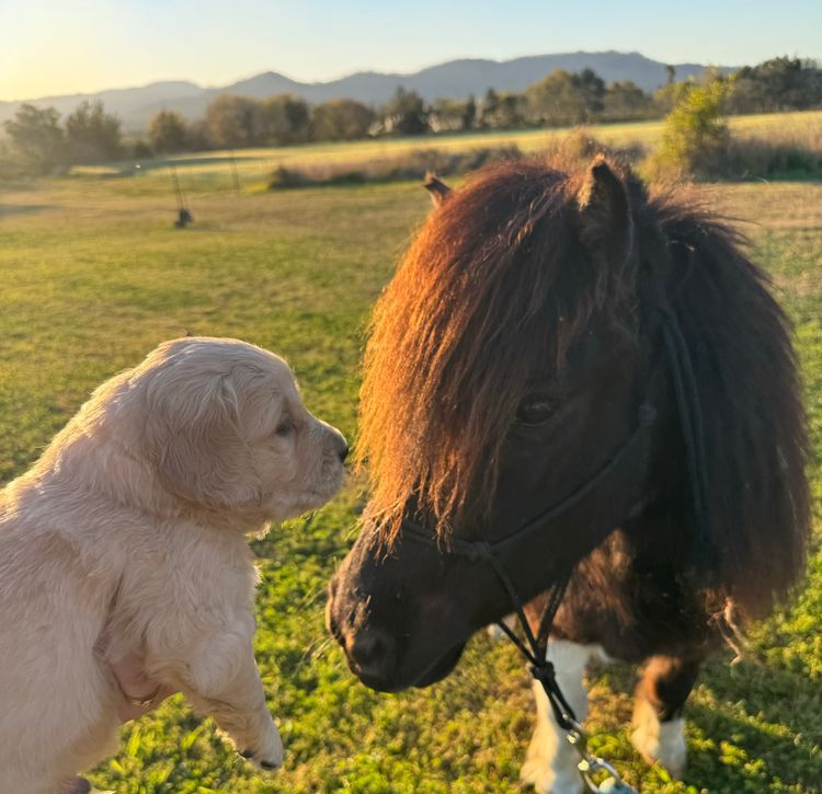 ImperoReale Golden Retrievers