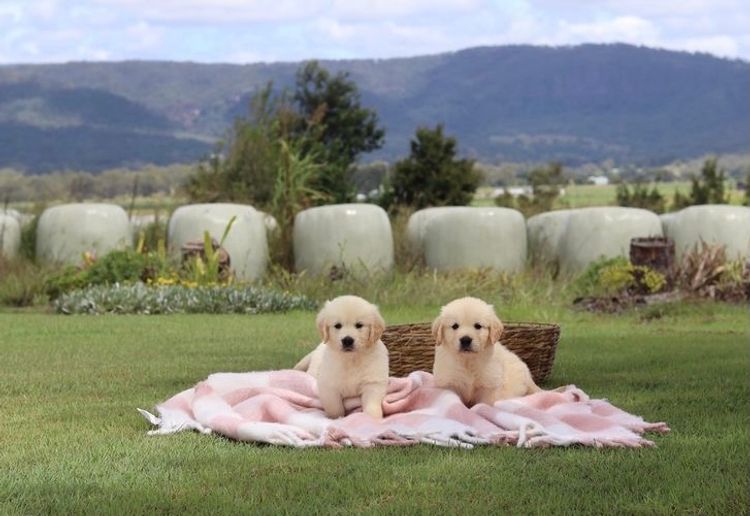 ImperoReale Golden Retrievers