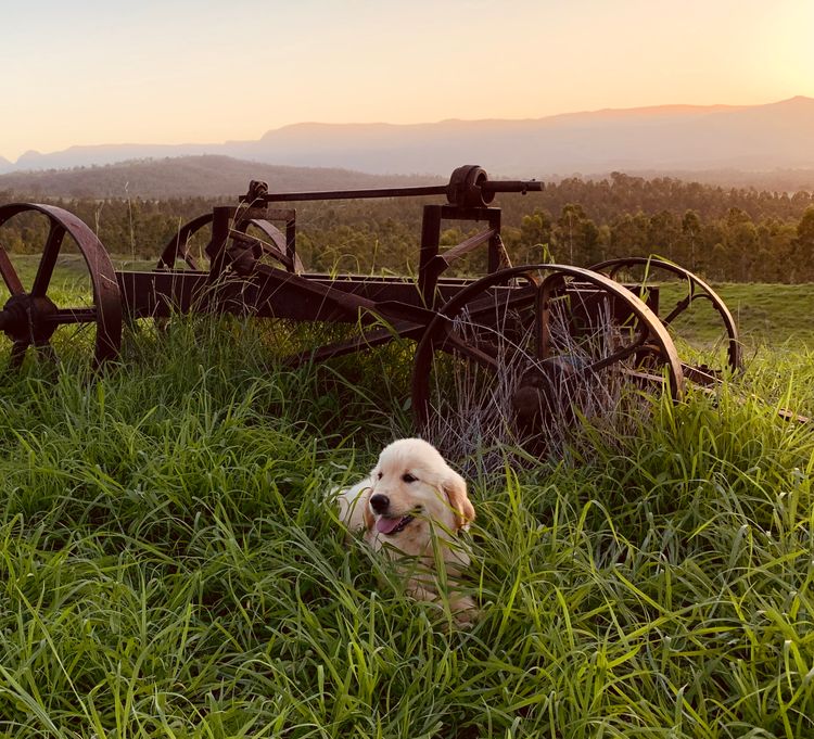 ImperoReale Golden Retrievers.  Pedigree papered Registered