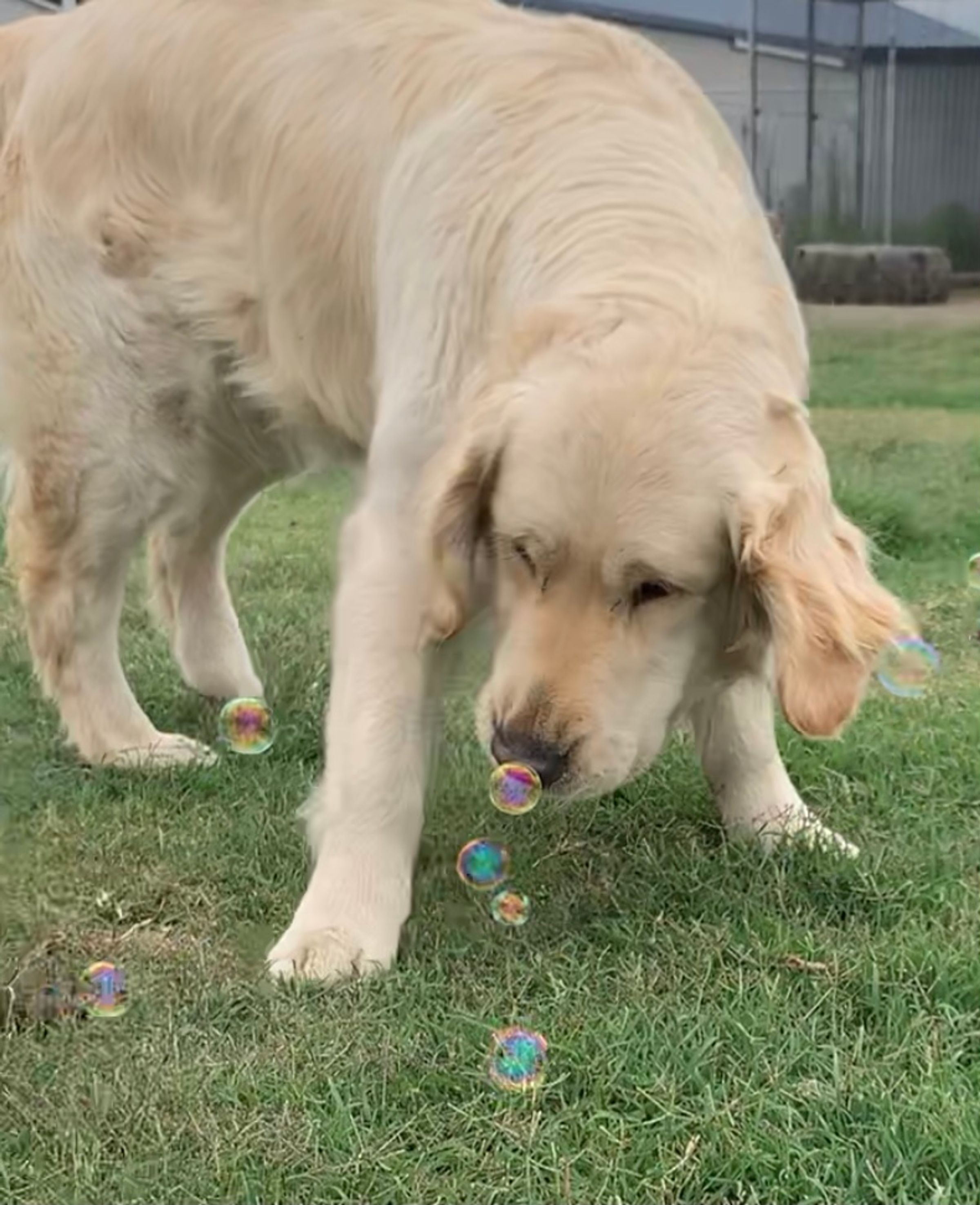 ImperoReale Golden Retrievers, responsible breeder in Queensland RightPaw