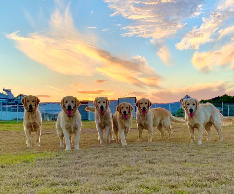 ImperoReale Golden Retrievers