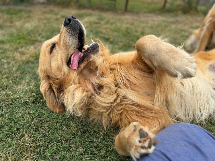 ImperoReale Golden Retrievers.  Pedigree papered Registered