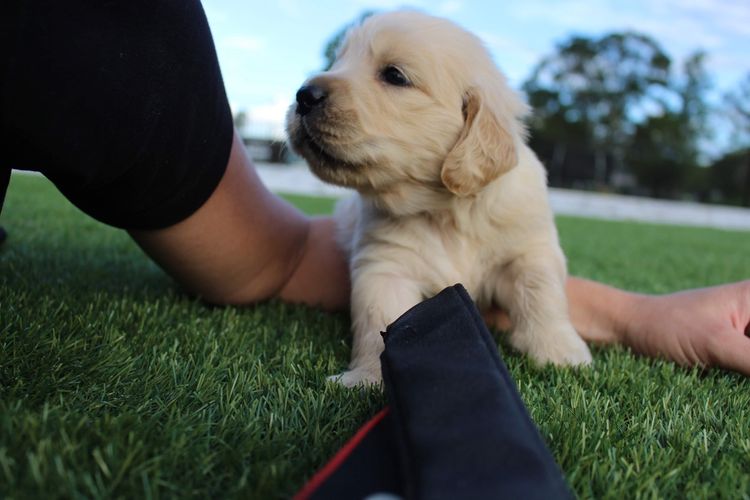 ImperoReale Golden Retrievers