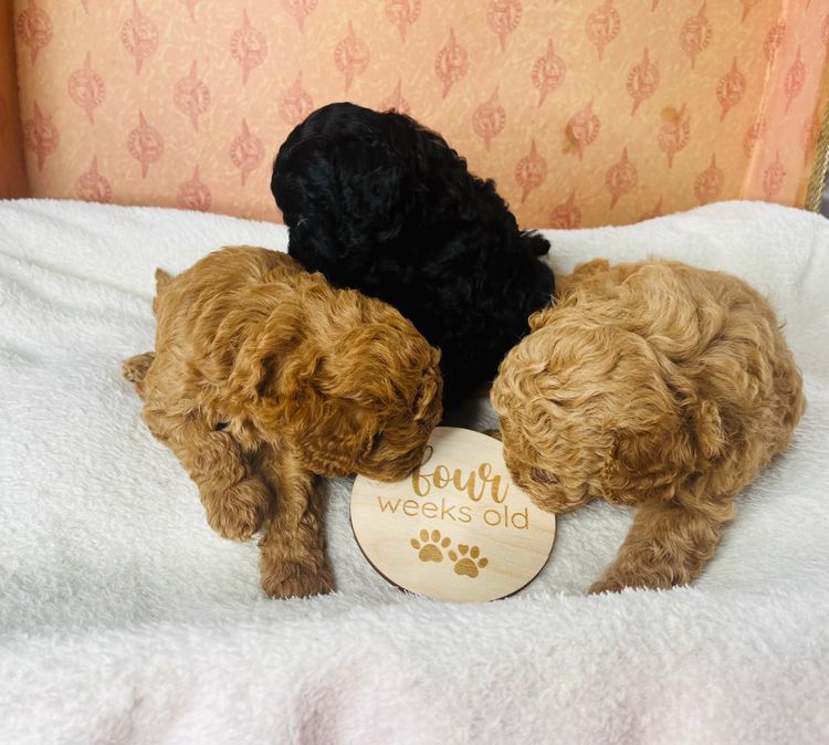Jazmante Toy Cavoodles