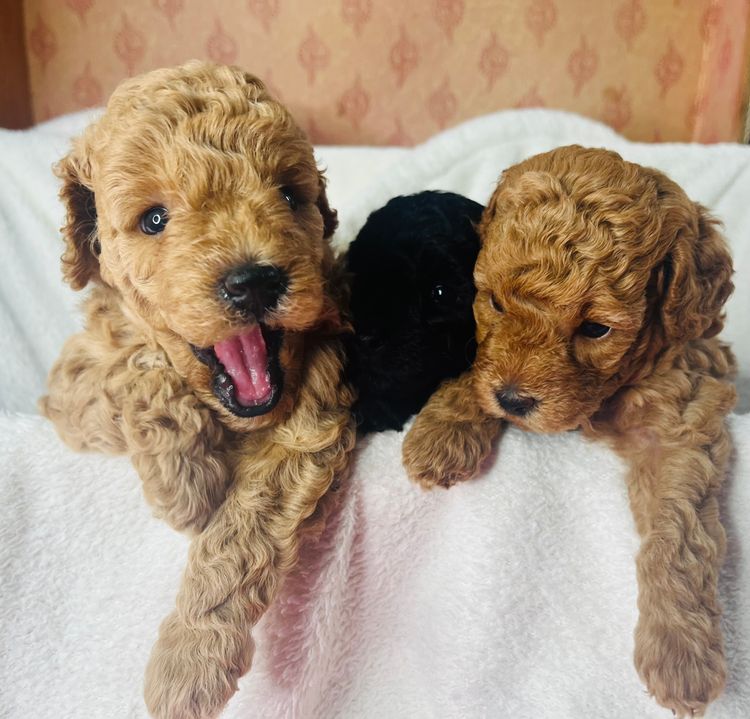 Jazmante Toy Cavoodles