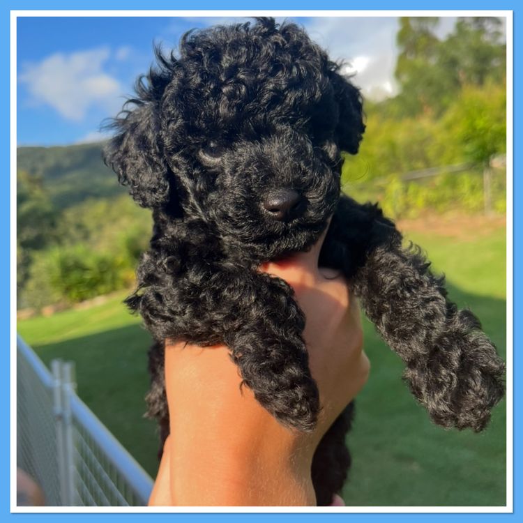 Jazmante Toy Cavoodles
