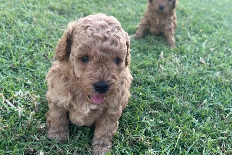 Jazmante Toy Cavoodles