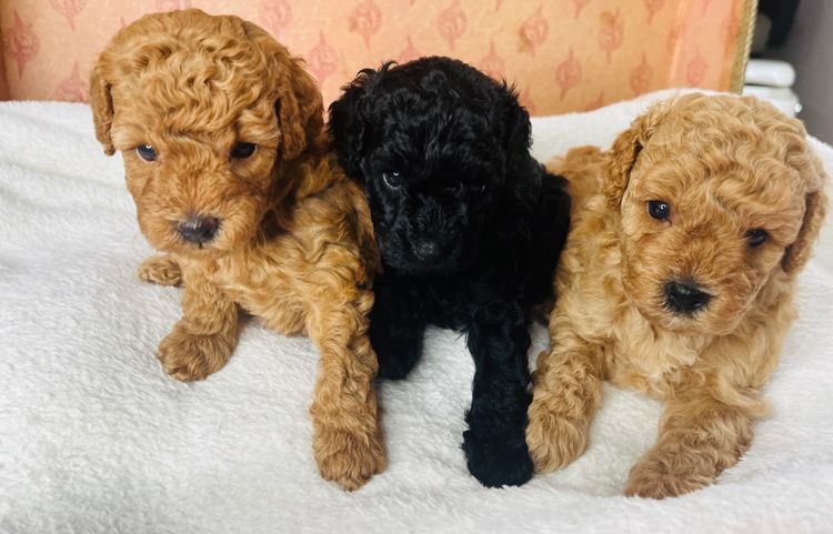 Jazmante Toy Cavoodles