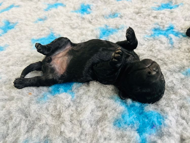 Jazmante Toy Cavoodles