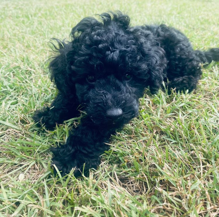 Jazmante Toy Cavoodles