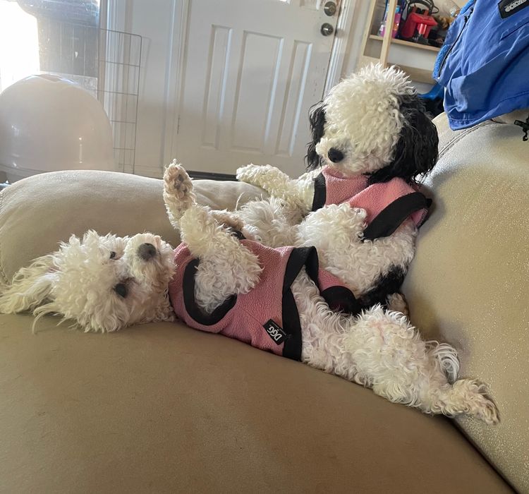 iadore Toy Poodles