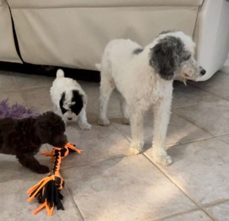 iadore Toy Poodles