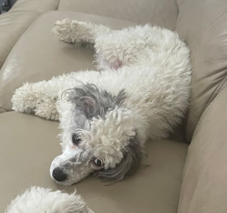 iadore Toy Poodles