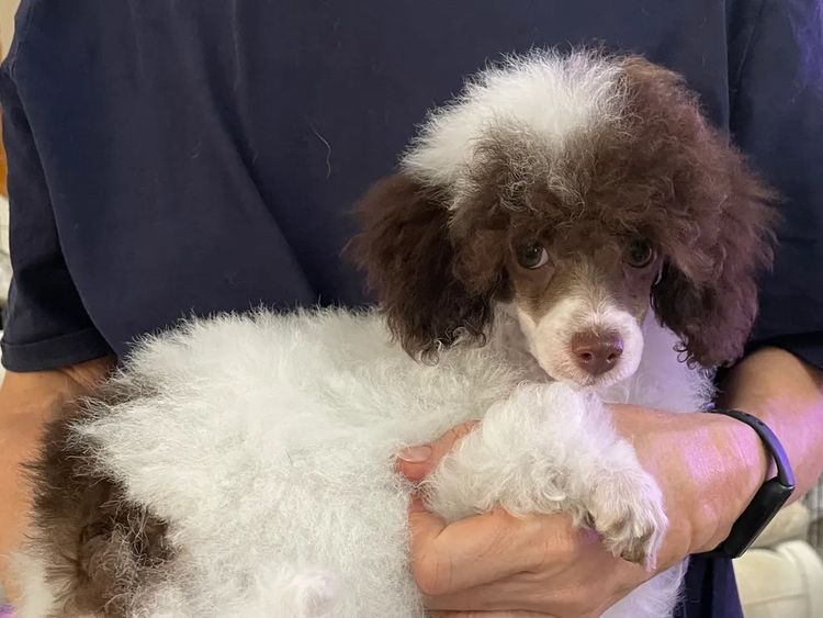 iadore Toy Poodles
