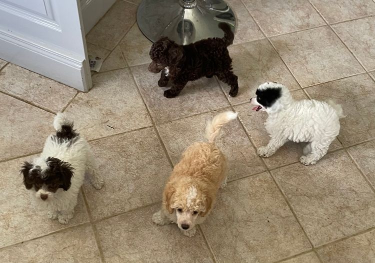 iadore Toy Poodles