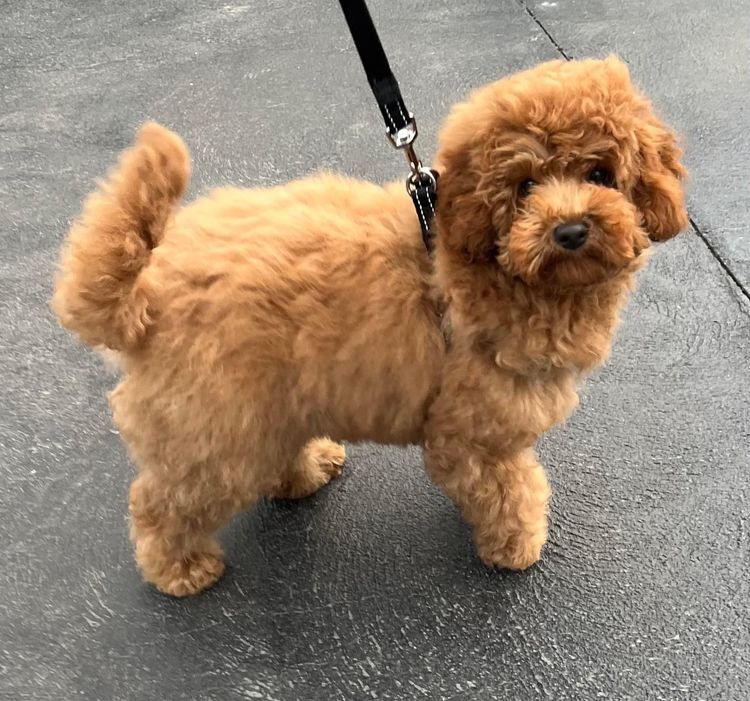 C & M Cavoodles or MDBA Taylor’s Little Loves