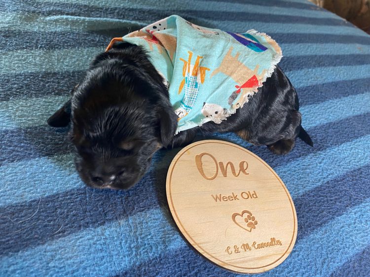C & M Cavoodles or MDBA Taylor’s Little Loves