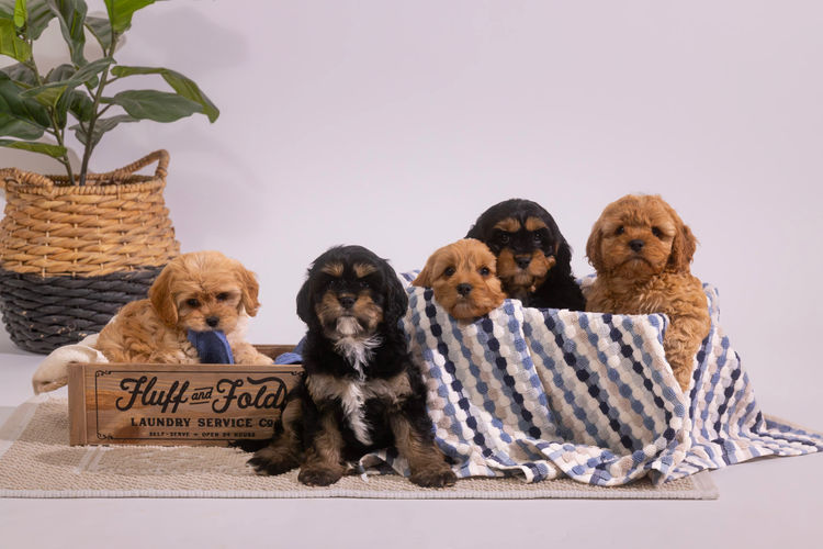 C & M Cavoodles or MDBA Taylor’s Little Loves