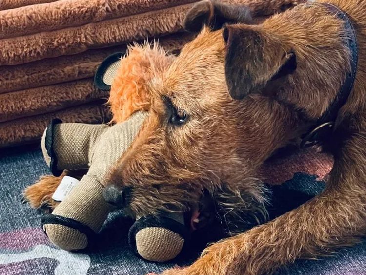 Braecrest Irish Terriers